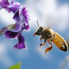 Hedgingston Productions