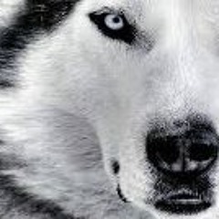 Setiaji Yudhi Pratama