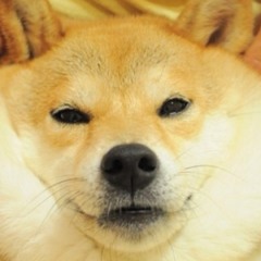 biscoot