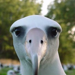 Albatross