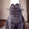 KitKatty