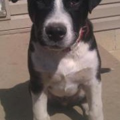 Alisha Gandhi Gibson