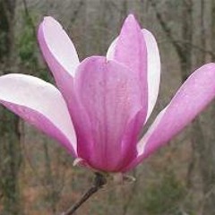 brazenmagnolia