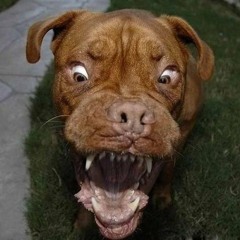 Il Cane del Padre Eterno