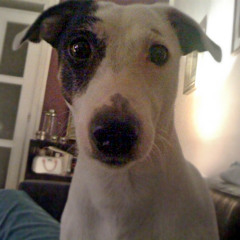 Stivi muzicki genije