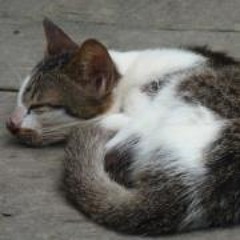 Louis Bong Yan Sheng