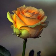 tamer gamal saad2