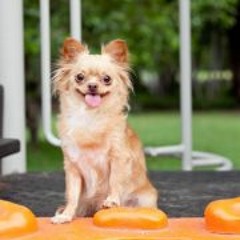 Sweetlegacy Kennel Bkk