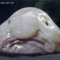 Abechan