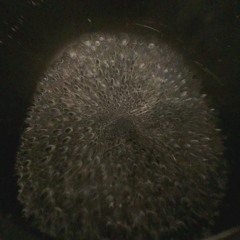 Free Variety Theatre 2