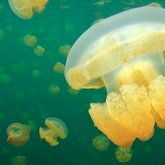 JellyFish's place