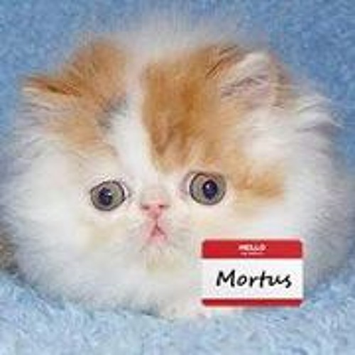 MortusX’s avatar