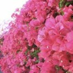 Cultura Color Magenta