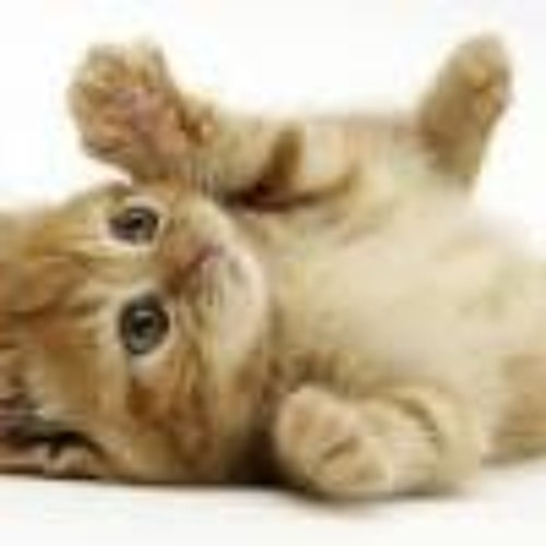 شيماء الهلالي - امتى نسيتك  من البوم 2013