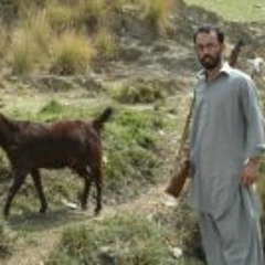 Syed Huzaifa Tashfeen