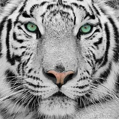 I LIKE