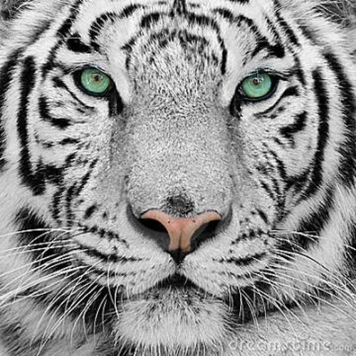 I LIKE