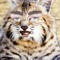 The Bobcats