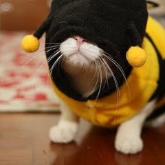 TheBeesMeow