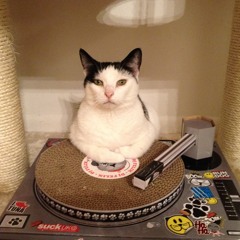TheeMighteeKittens