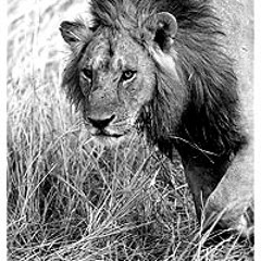 Bellissimo Magnifico