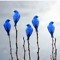 5BlueBirdS