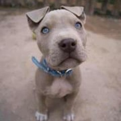 Brauniibär Unkaputtbar