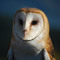 Strigidae (Fr)