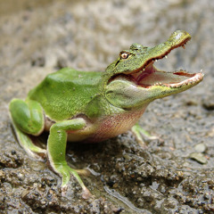 PolBolle
