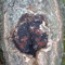 jamitakiton