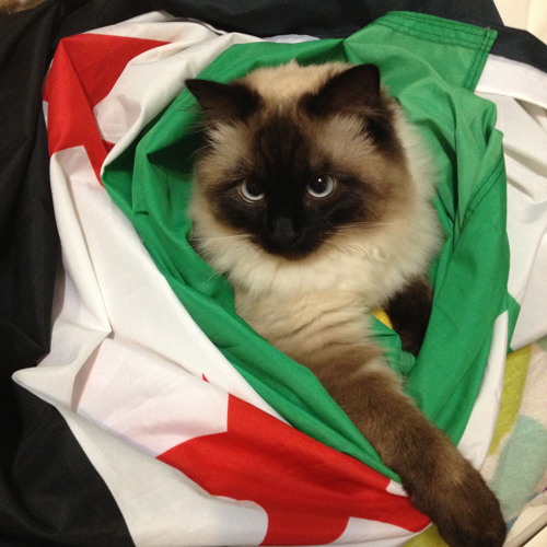 Tarek Al-Aswad (Saroot Horan)