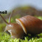 Via Snail