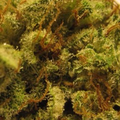 Last Of A Dying Breed - Kay Rilloz