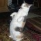 Dj MeowMixx