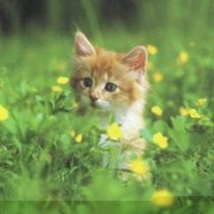 Alifia Hanifah Mumtaz