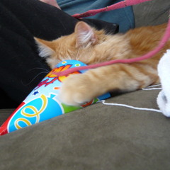 Kat Bellies