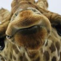 Michele L Montgomery