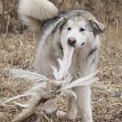 Mikael Paavo Miettinen