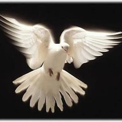 Spirit Wings Ministries