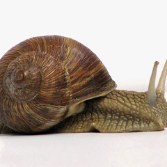 Lo_caracol