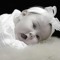 Dalia Shams Aldeen