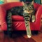 DynastyTIGRIS