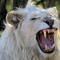 Babas of Revelation