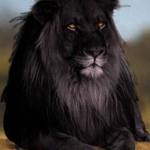 Awen & Caiiro - Your Voice (Enoo Napa Remix) MIDH 018