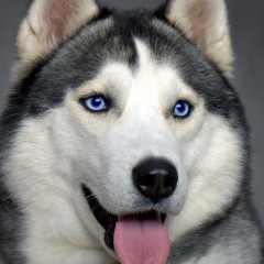 Maria Isabella Small