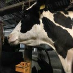 Kingyo Milk