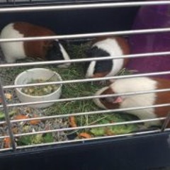 Jacqueline Thomas-Currie