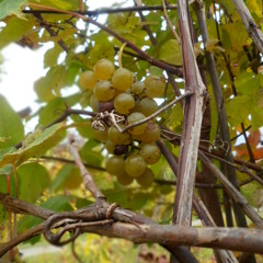 grapes_of_happiness
