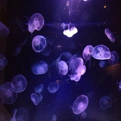 Jellyfish(Kurage)