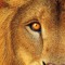 Ryan the lion